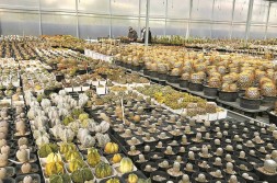 多肉植物花卉 金星价格典型引路 福建漳州：让多肉产业焕发新生 首届植物春拍活动成交额突破120万元