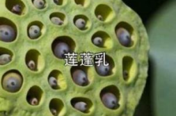 蓬蓬乳,罕见疾病与网络猎奇现象的交织