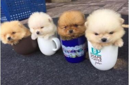 茶杯犬多少一只,娇小身躯蕴藏无限魅力,了解它们背后的故事与养护之道
